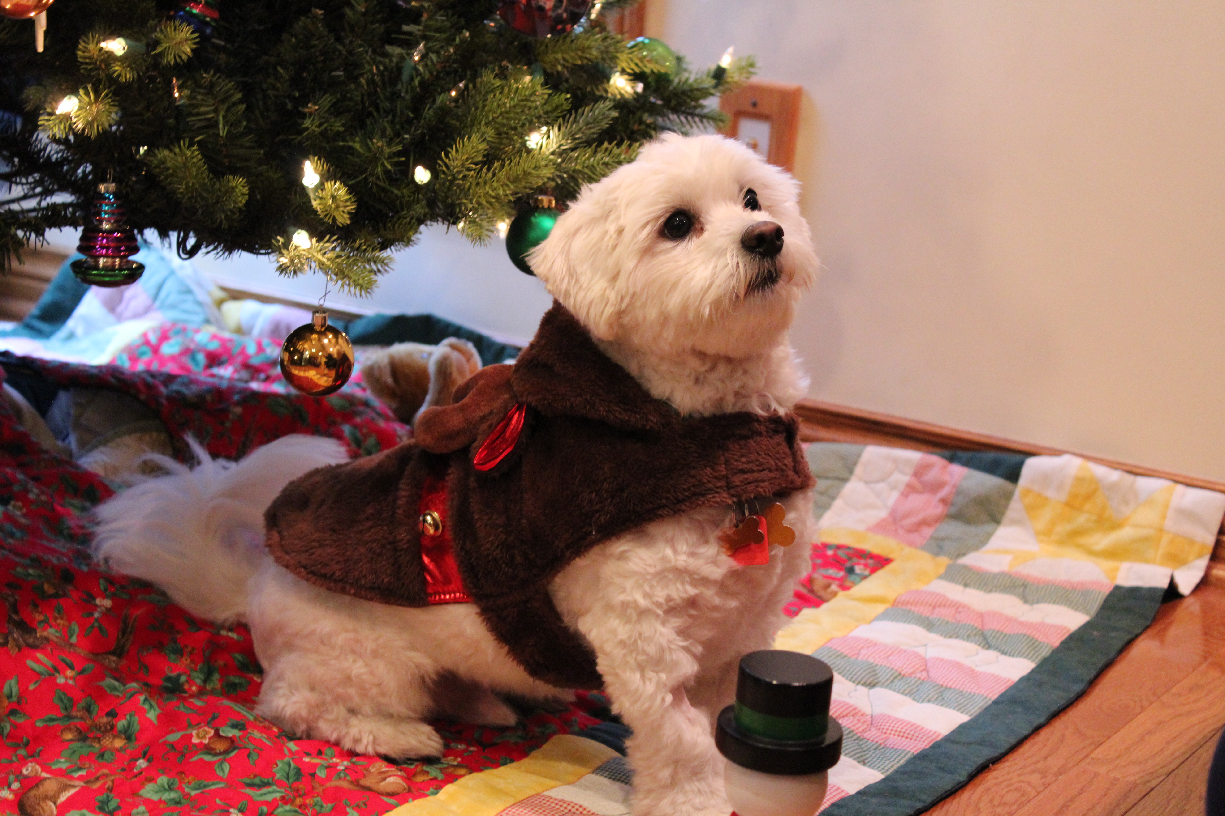 Dressing up pets for the holidays