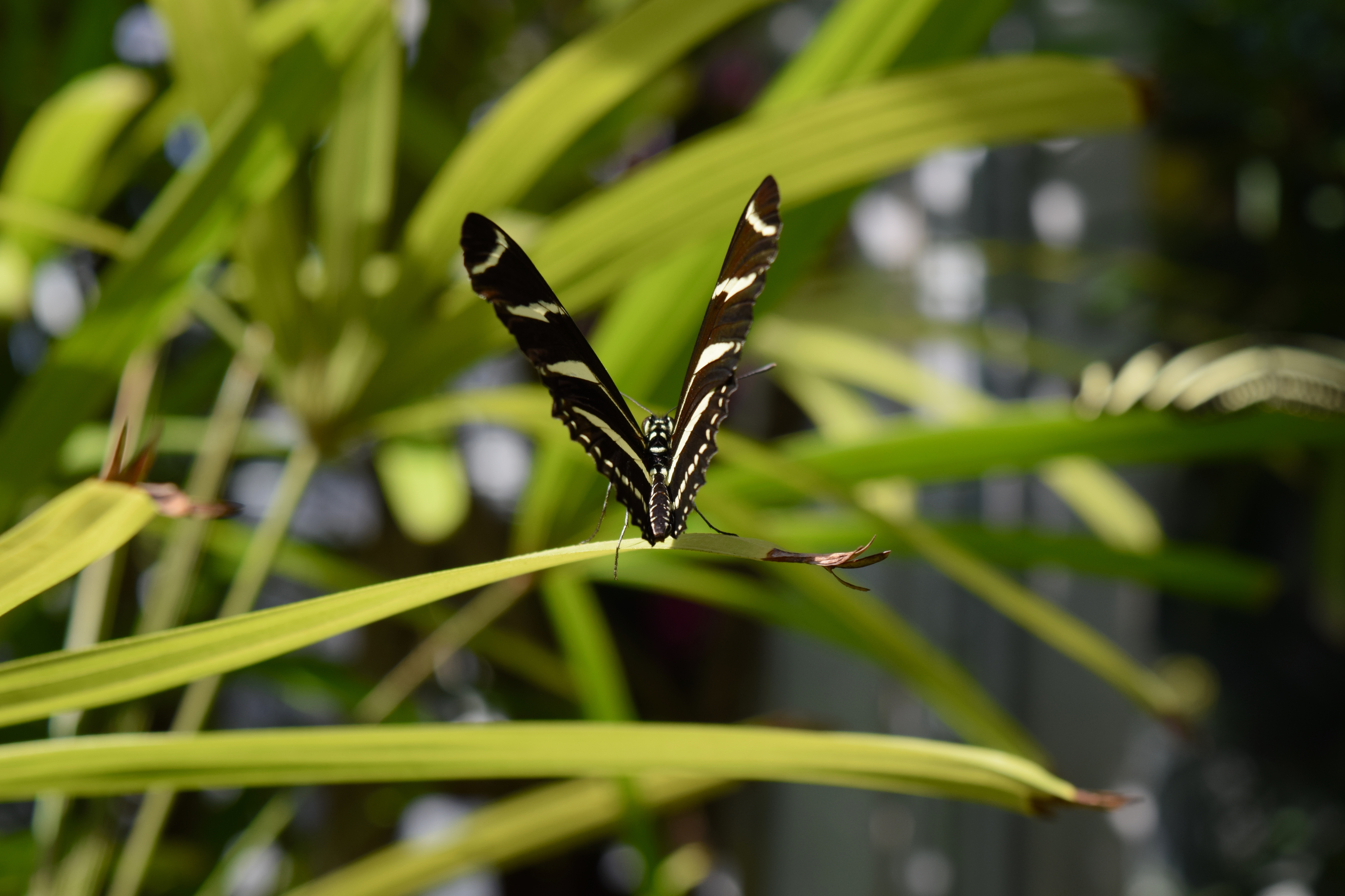 Dow Gardens opens annual butterfly exhibit
